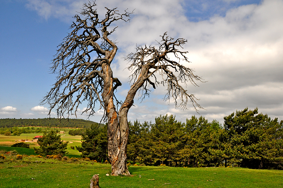 Vistes panoràmiques des de l'Hostal del Cap del Pla a Torrents