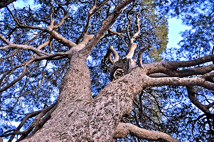 Pi del cal Pino  o Pi de la Palma d'Ebre