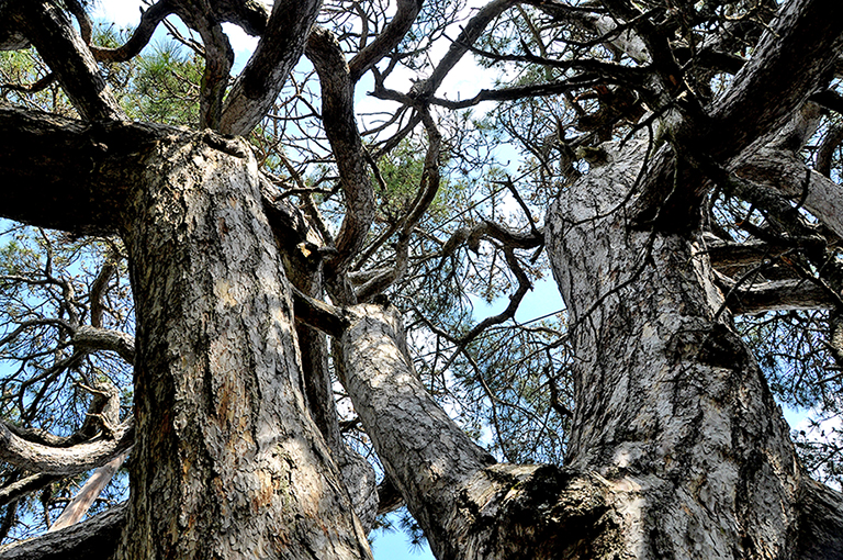 Pi de Viladric a Castellar de la Ribera