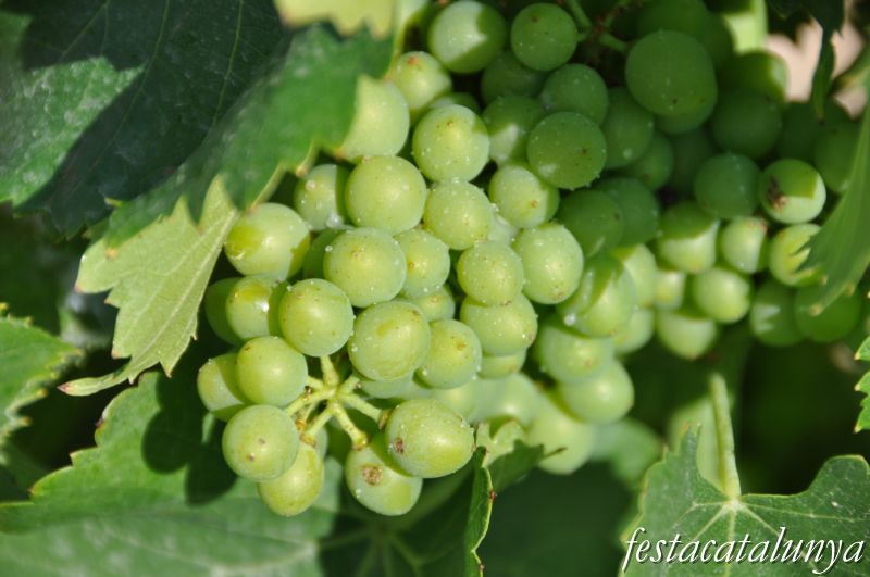 Ruta Enoturística de Gelida : Del Castell al Celler