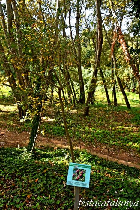 Vila-rodona - L'Albereda 