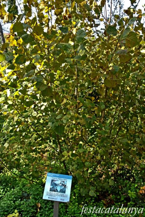 Vila-rodona - L'Albereda