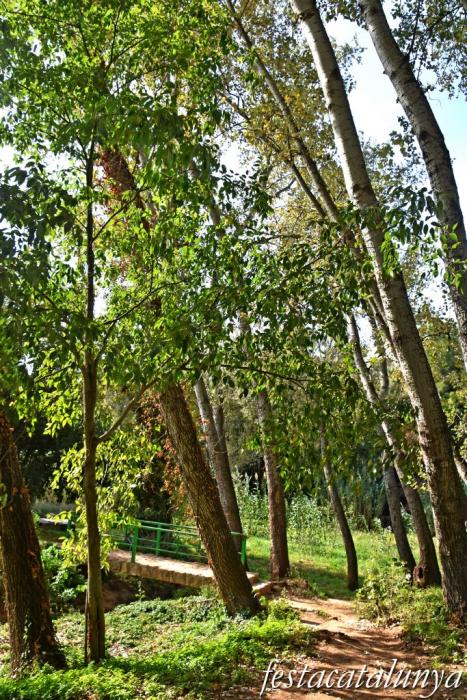 Vila-rodona - L'Albereda 