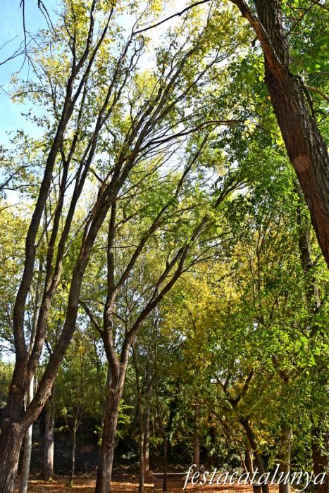 Vila-rodona - L'Albereda 