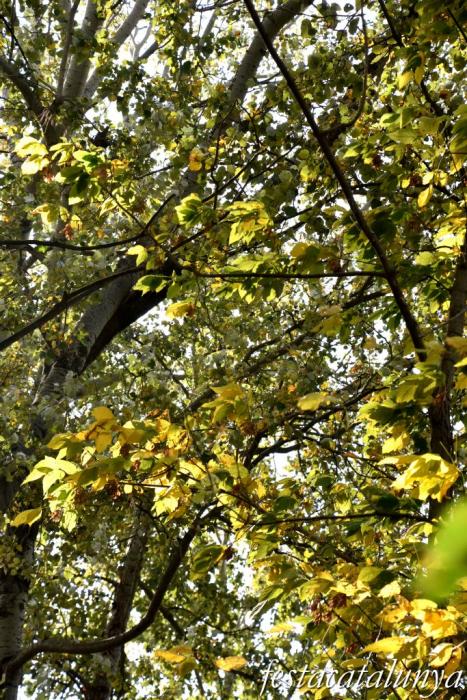 Vila-rodona - L'Albereda 