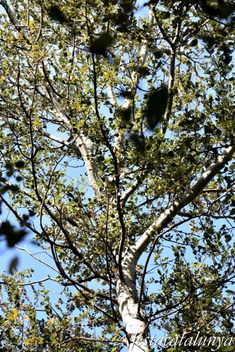 Vila-rodona - L'Albereda 