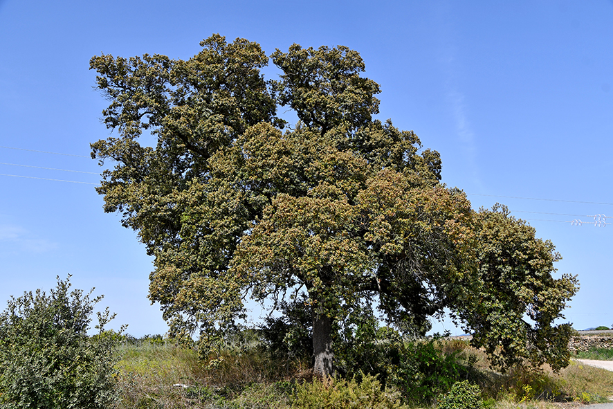 L'Alzina del camp de futbol de Nulles