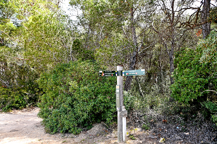 El Bosc del Lluc de Nulles