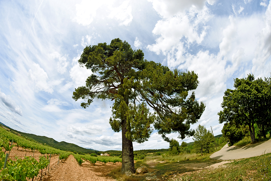 El Pi Gros de Sant Jaume dels Domenys