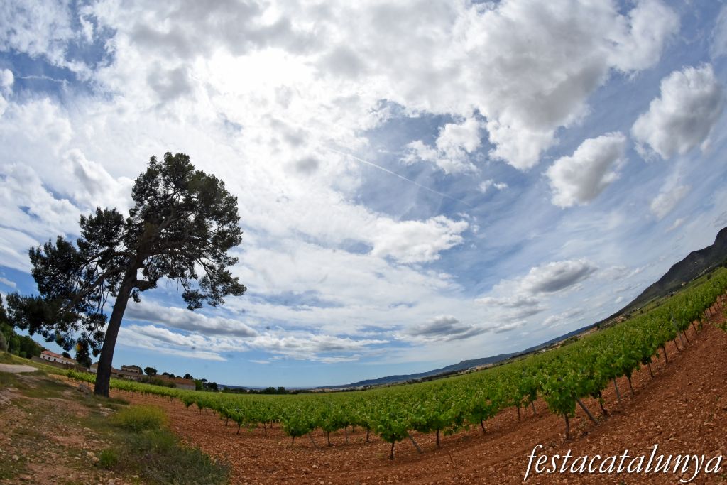 Sant Jaume dels Domenys - El Pi Gros