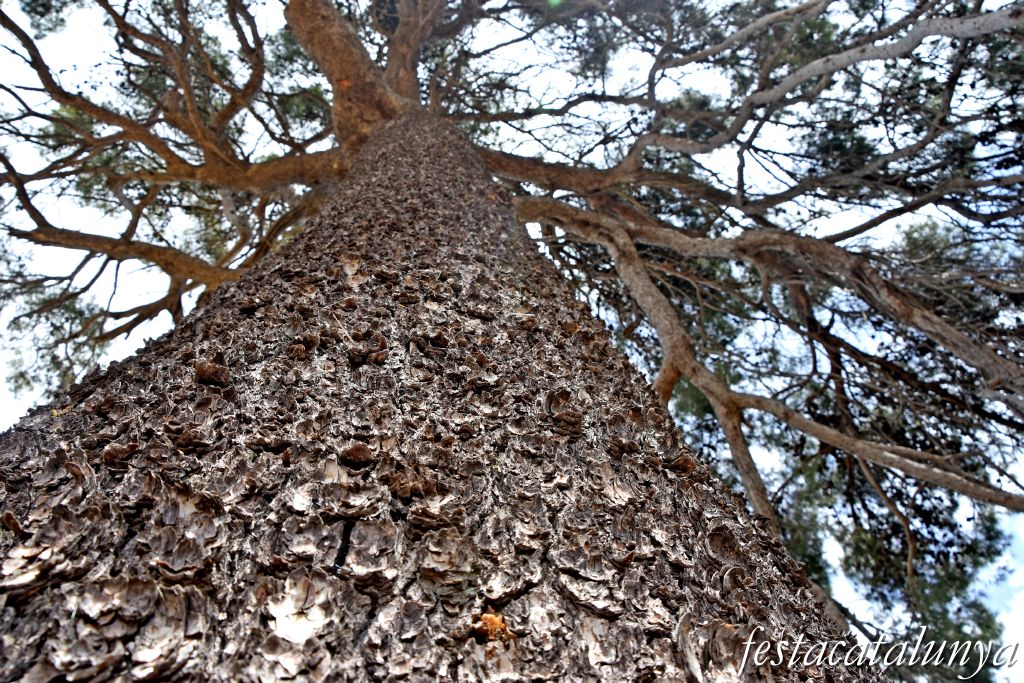 Sant Jaume dels Domenys - El Pi Gros
