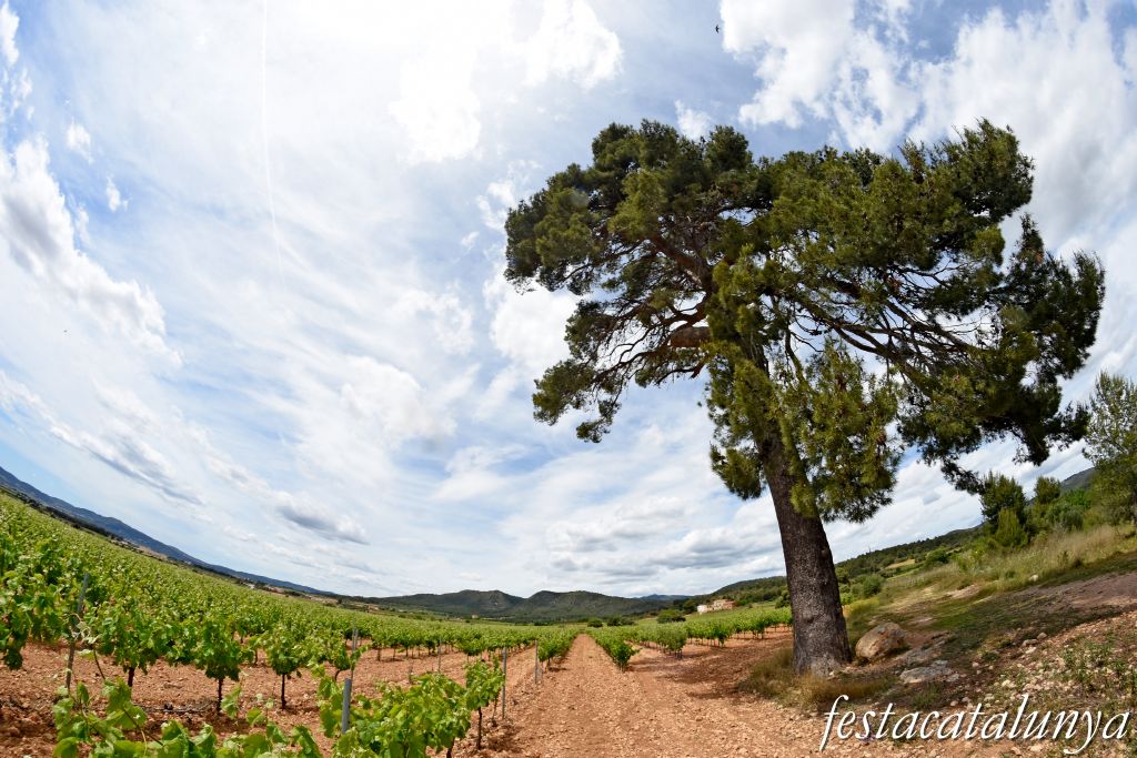 Sant Jaume dels Domenys - El Pi Gros