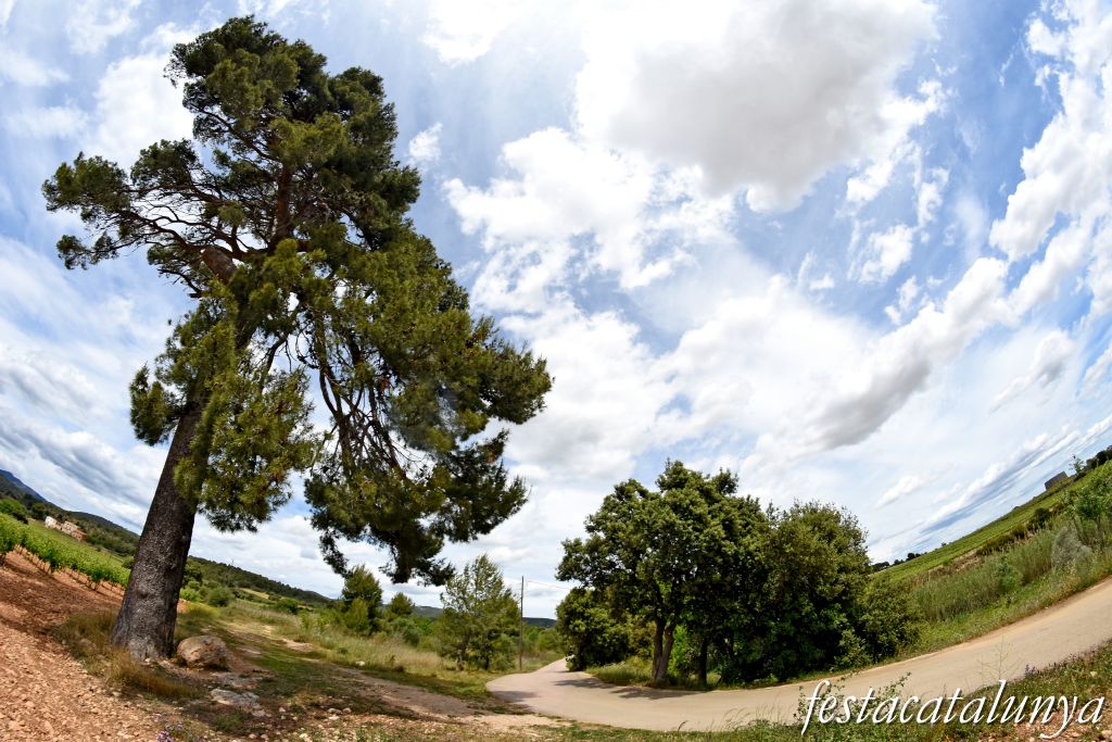 Sant Jaume dels Domenys - El Pi Gros