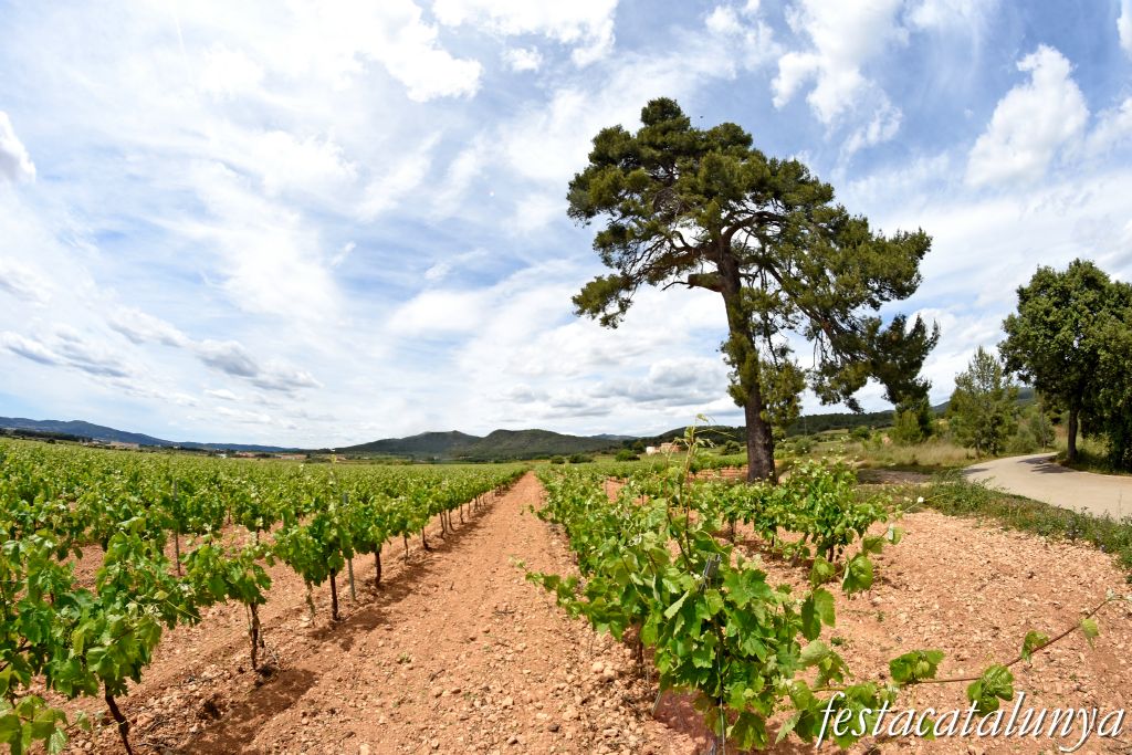 Sant Jaume dels Domenys - El Pi Gros