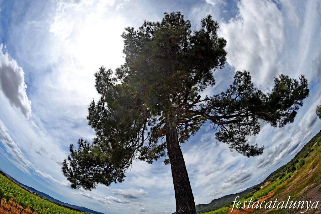 Sant Jaume dels Domenys - El Pi Gros