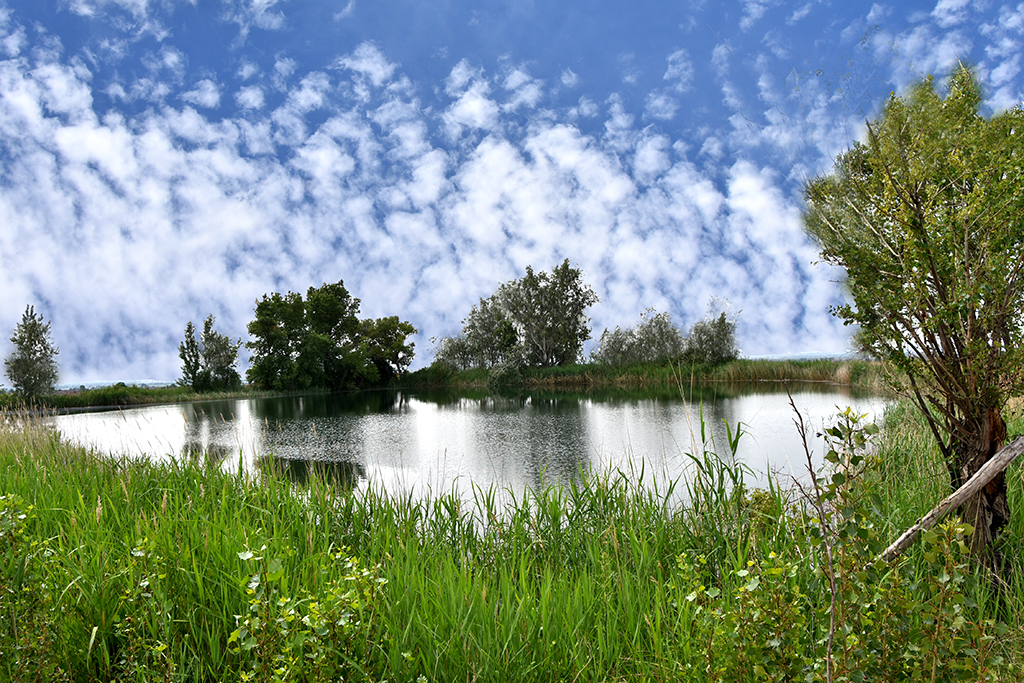 Estanyets de la sèquia primera a Bellcaire d'Urgell