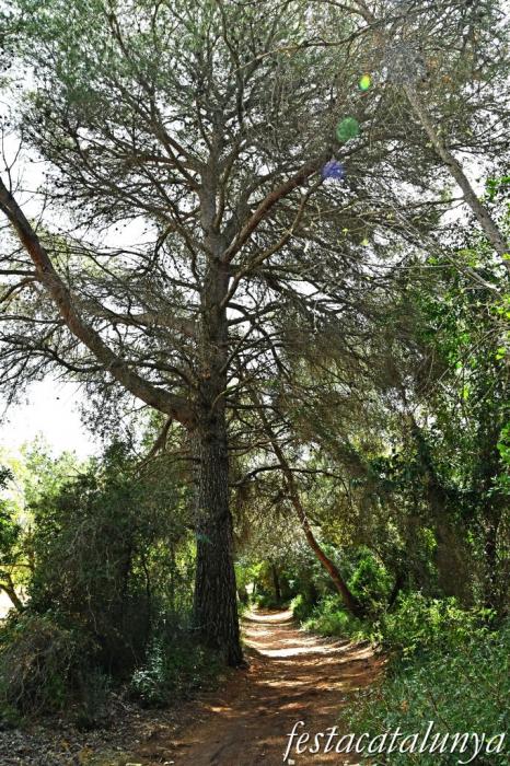 Nulles - El Bosc del Lluc 