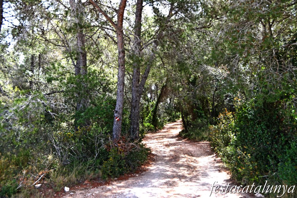 Nulles - El Bosc del Lluc 