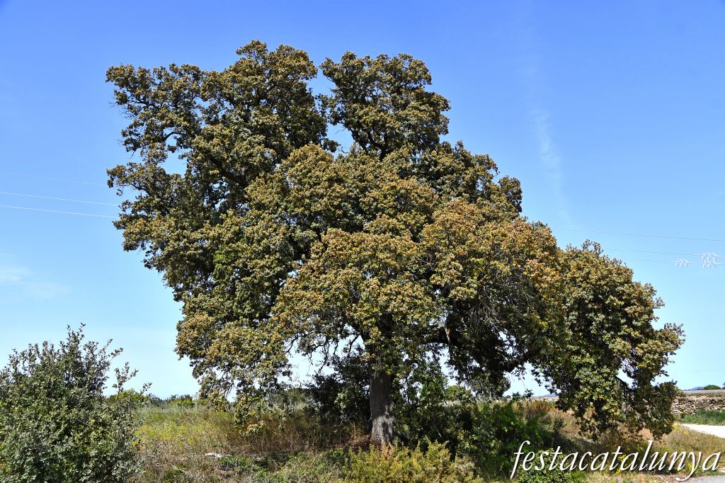 Nulles - L'Alzina del camp de futbol 