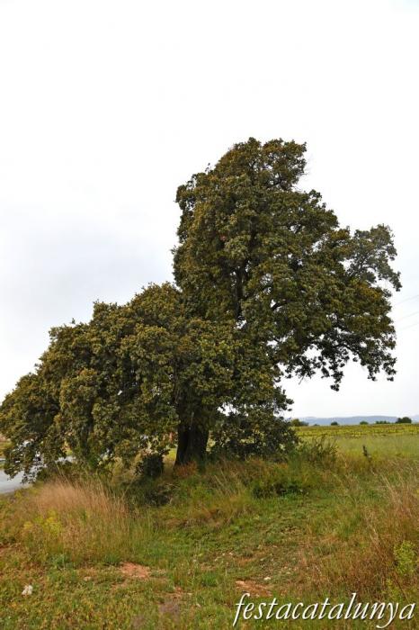 Nulles - L'Alzina del camp de futbol 