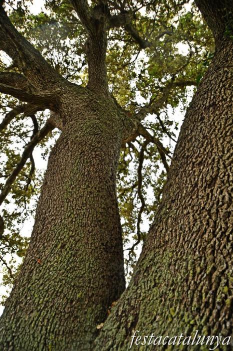 Nulles - L'Alzina del camp de futbol 
