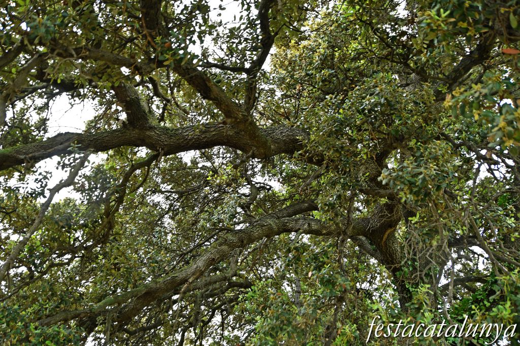 Nulles - L'Alzina del camp de futbol  