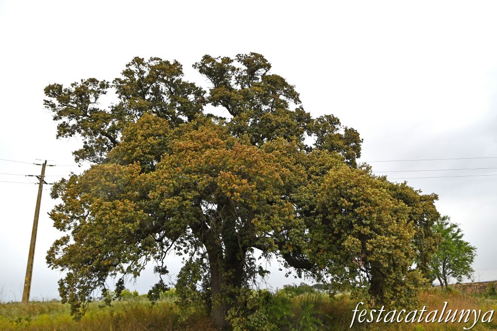 Nulles - L'Alzina del camp de futbol 