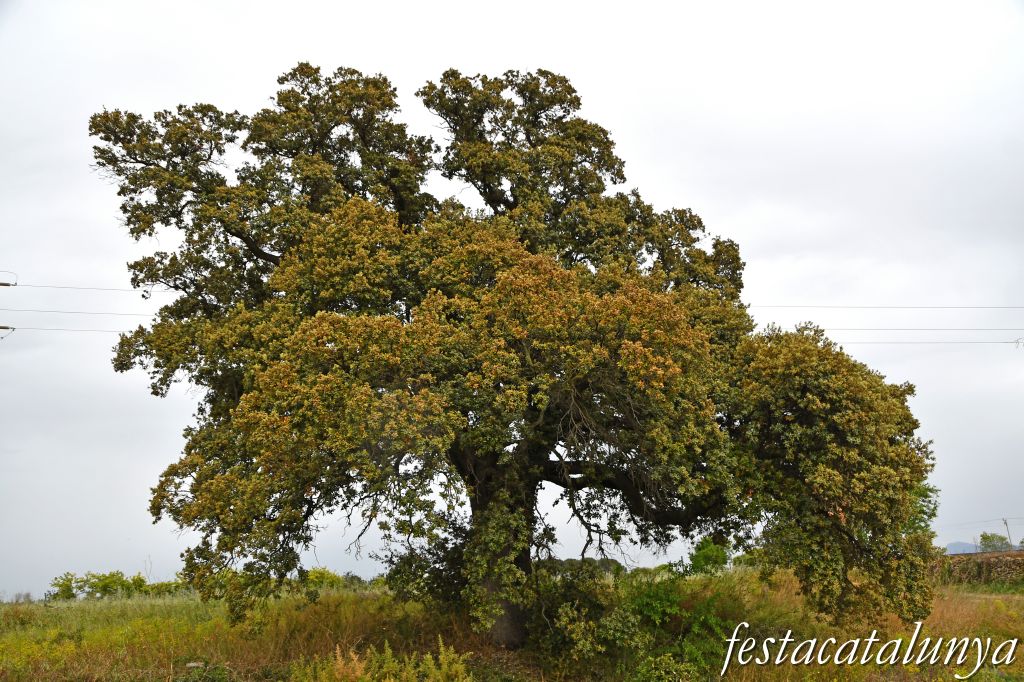 Nulles - L'Alzina del camp de futbol 