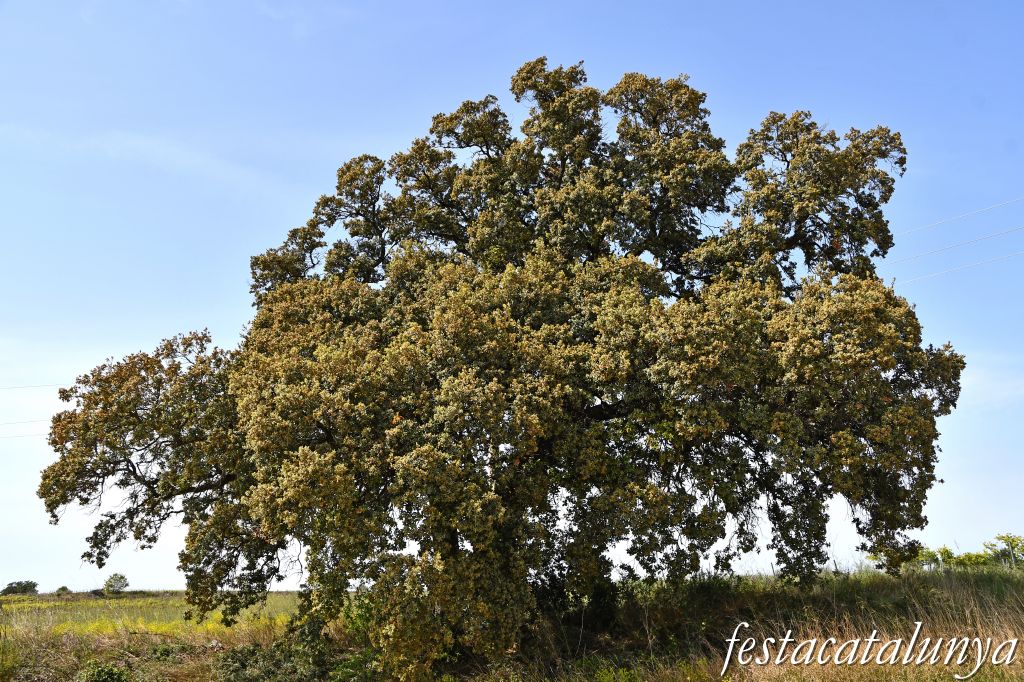 Nulles - L'Alzina del camp de futbol 