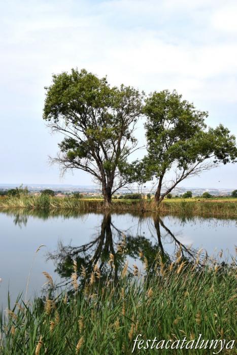 Bellcaire d'Urgell - Estanyets de la sèquia primera 