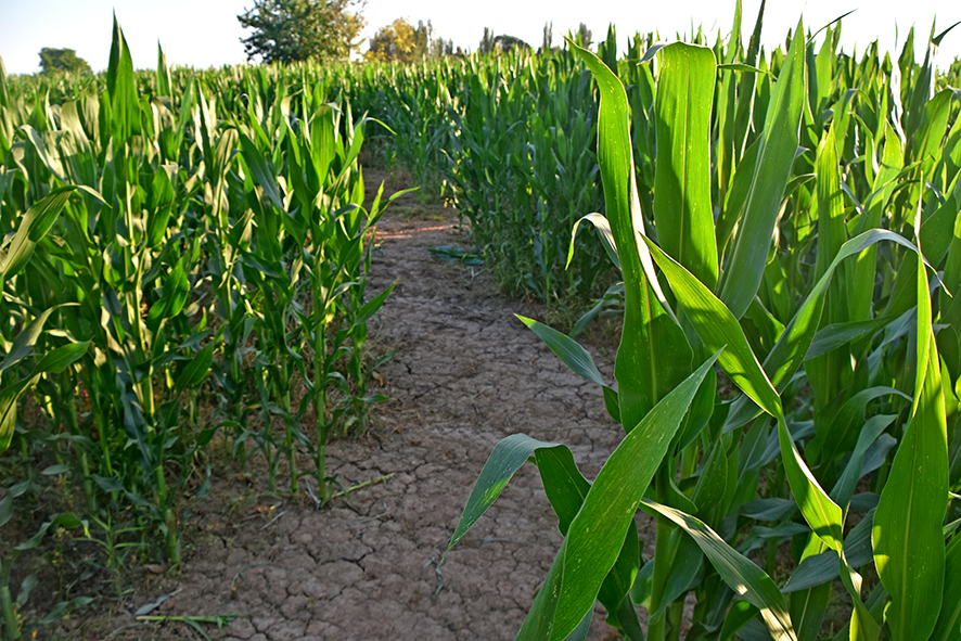 Laberint de blat de moro a Castellserà