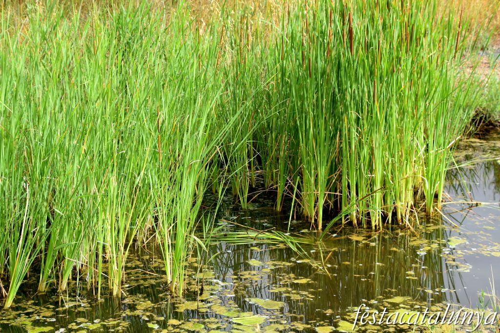 Santpedor - Aiguamoll de la bòvila 