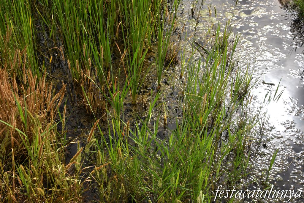 Santpedor - Aiguamoll de la bòvila 