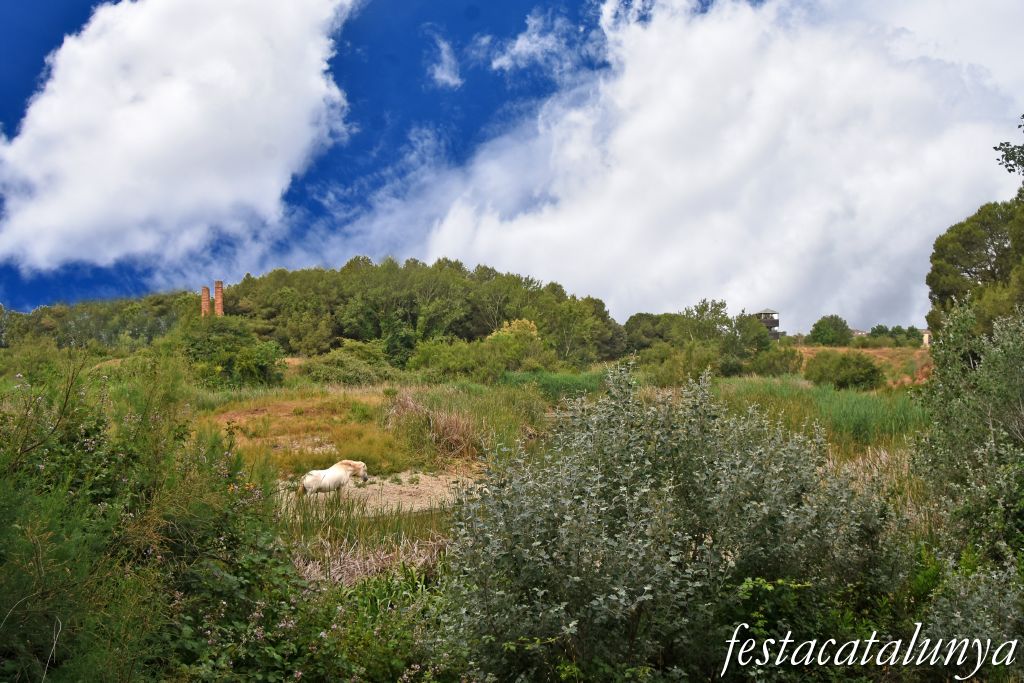 Santpedor - Aiguamoll de la bòvila 