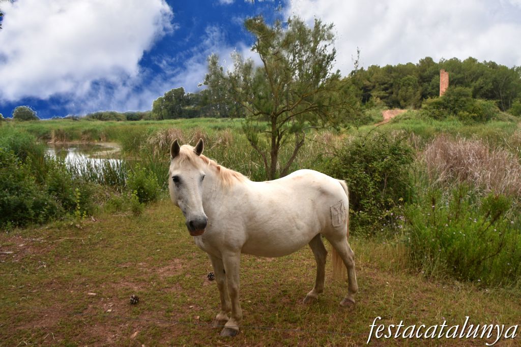 Santpedor - Aiguamoll de la bòvila 