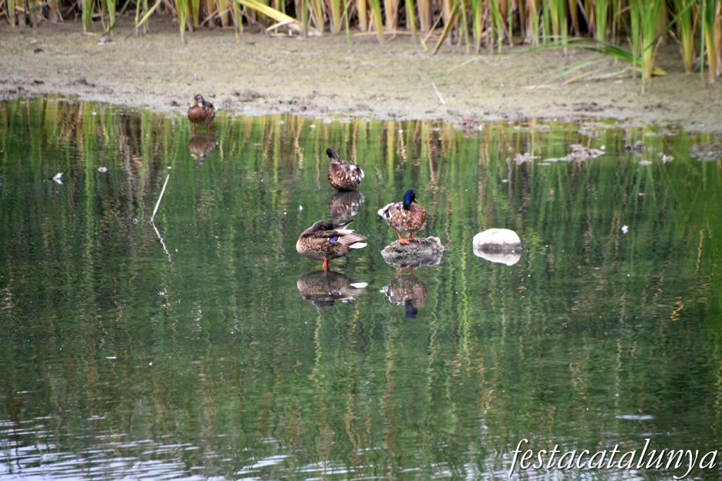 Santpedor - Aiguamoll de la bòvila 