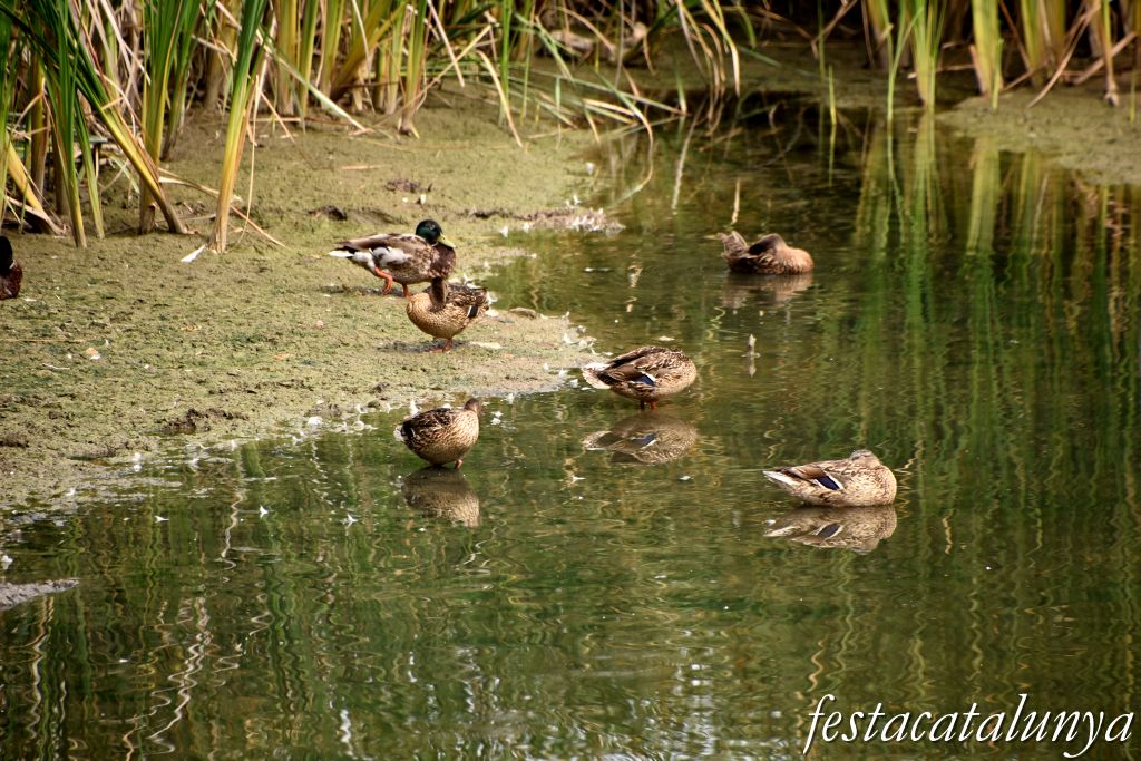 Santpedor - Aiguamoll de la bòvila 