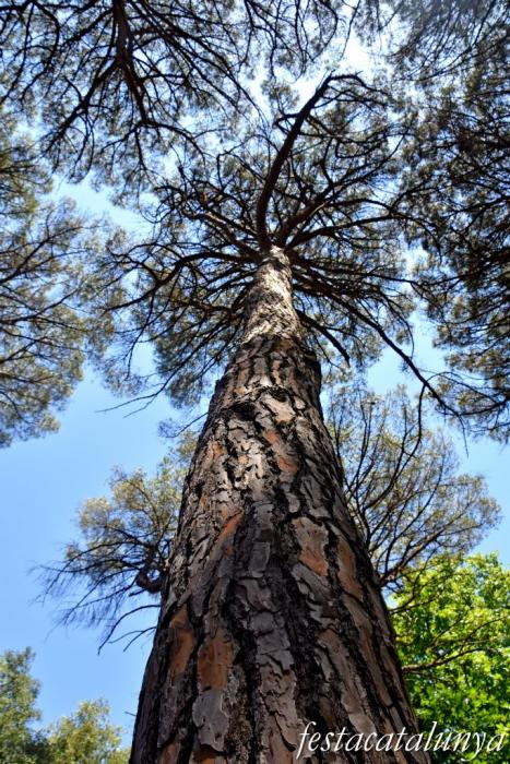 Santa Cristina d'Aro - Font picant