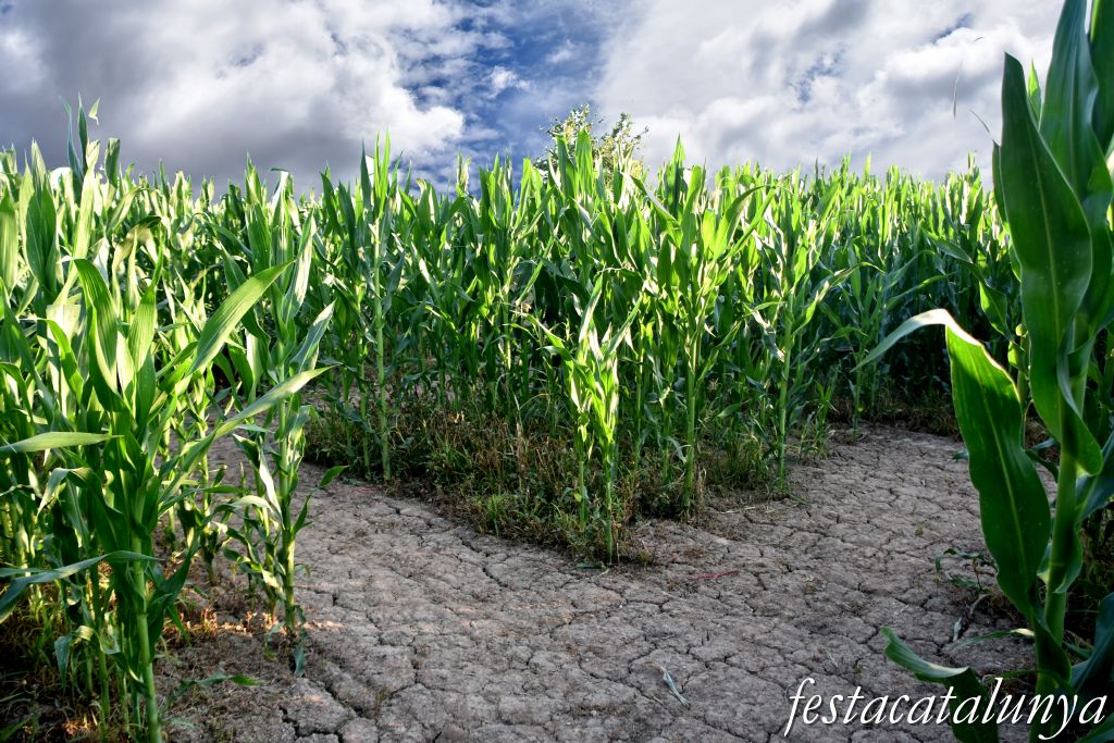 Castellserà - Laberint de blat de moro 