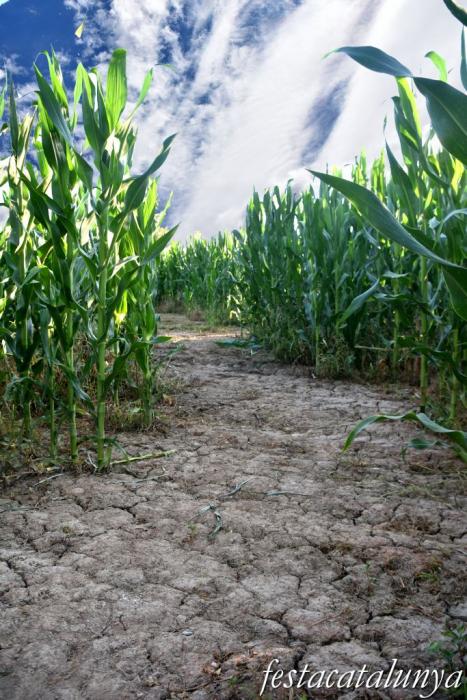 Castellserà - Laberint de blat de moro 