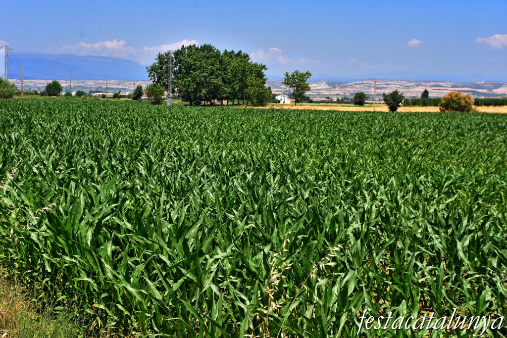 Anglesola - Ruta de les Peixeres 