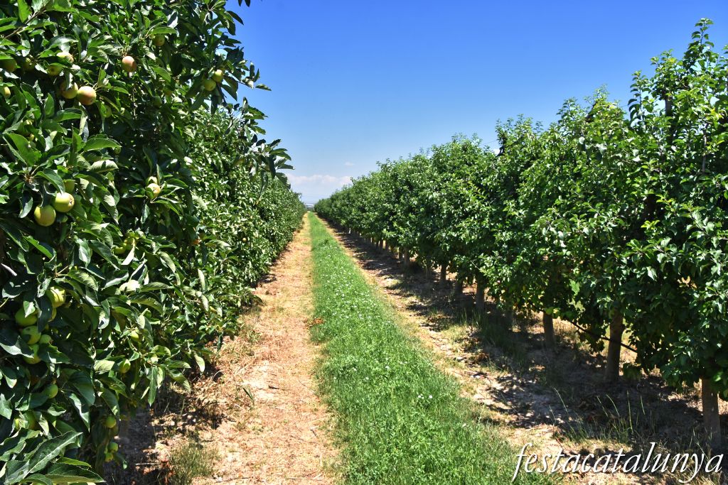Anglesola - Ruta de les Peixeres
