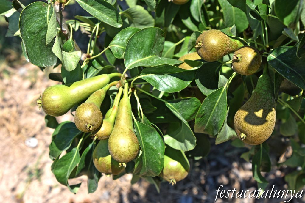 Anglesola - Ruta de les Peixeres 