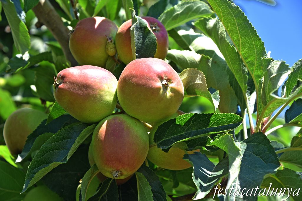 Anglesola - Ruta de les Peixeres 