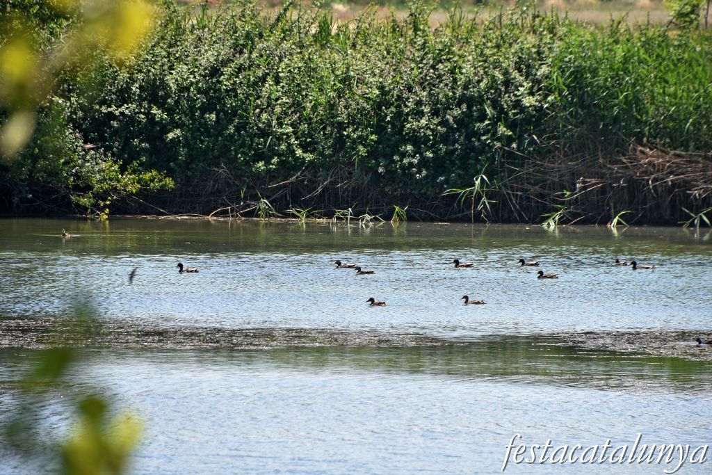 Anglesola - Embassament de l'Arenal 