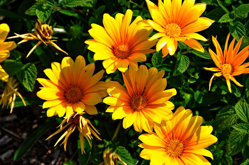 Parcs públics de Malgrat de Mar