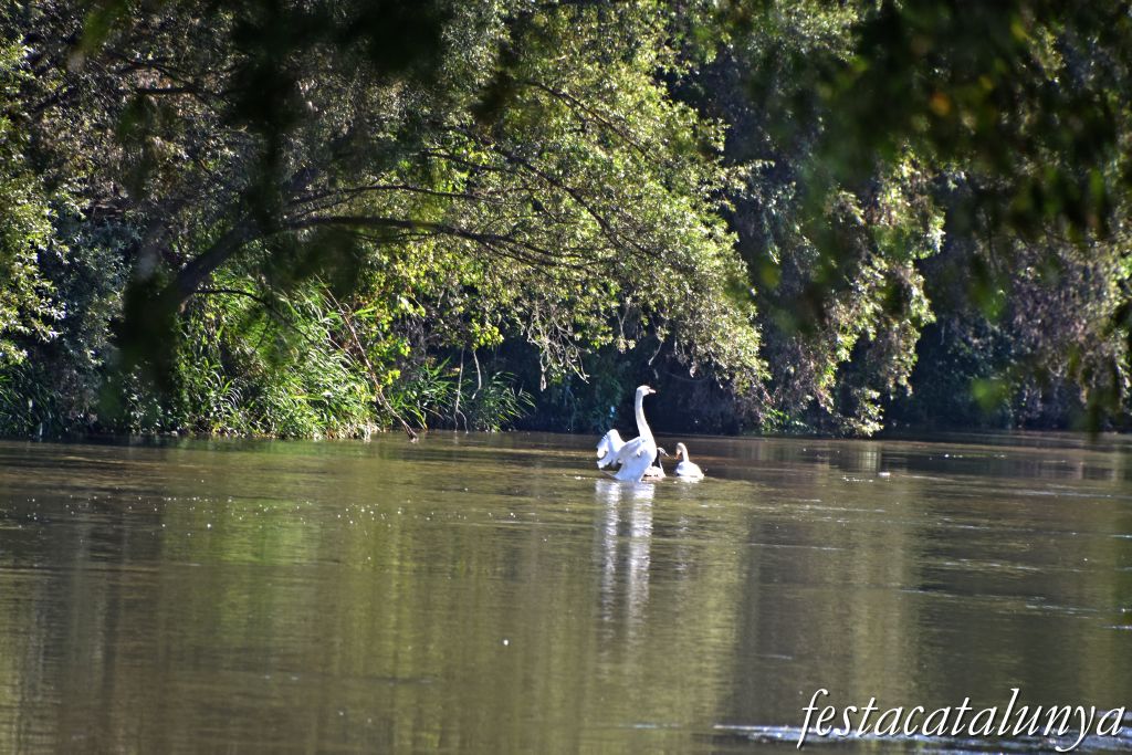 Montoliu de Lleida - La Palanca sobre el Segre 