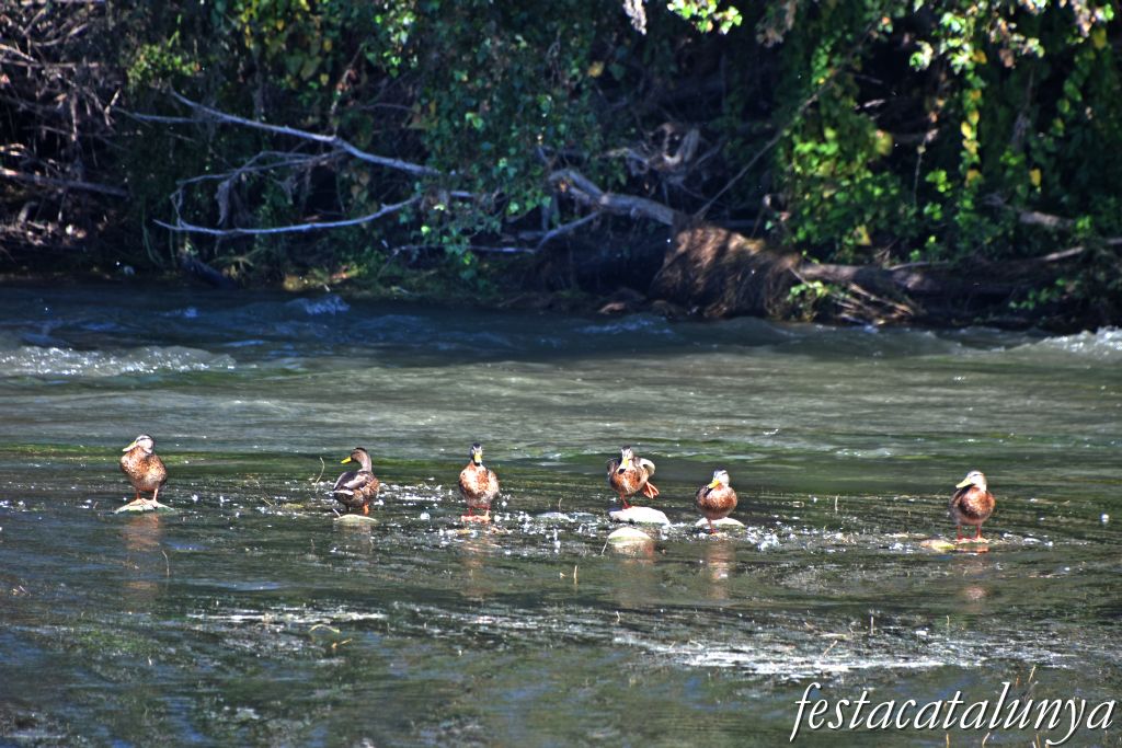 Montoliu de Lleida - La Palanca sobre el Segre 