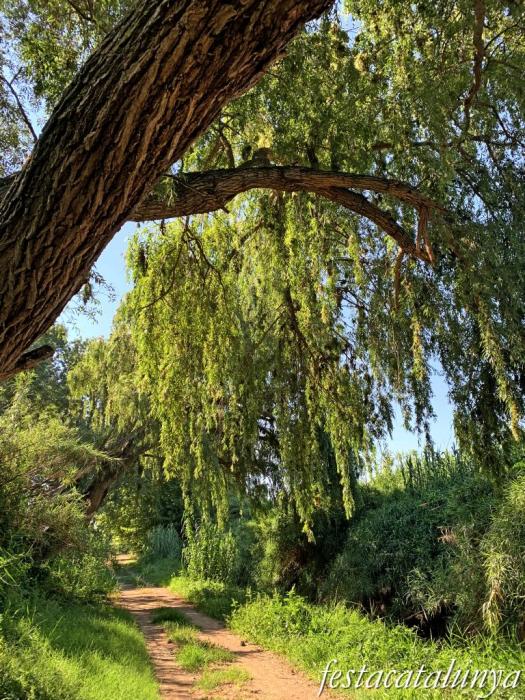 Montoliu de Lleida - Los Patamolls 