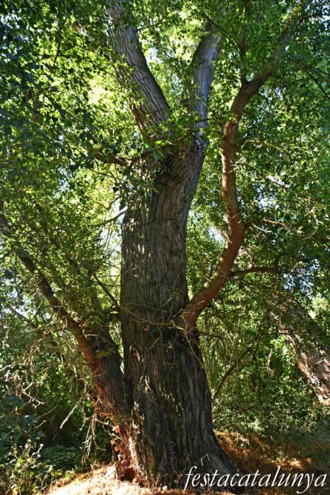 Montoliu de Lleida - Los Patamolls 